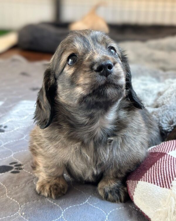 Luca Male Dachshund - Image 13