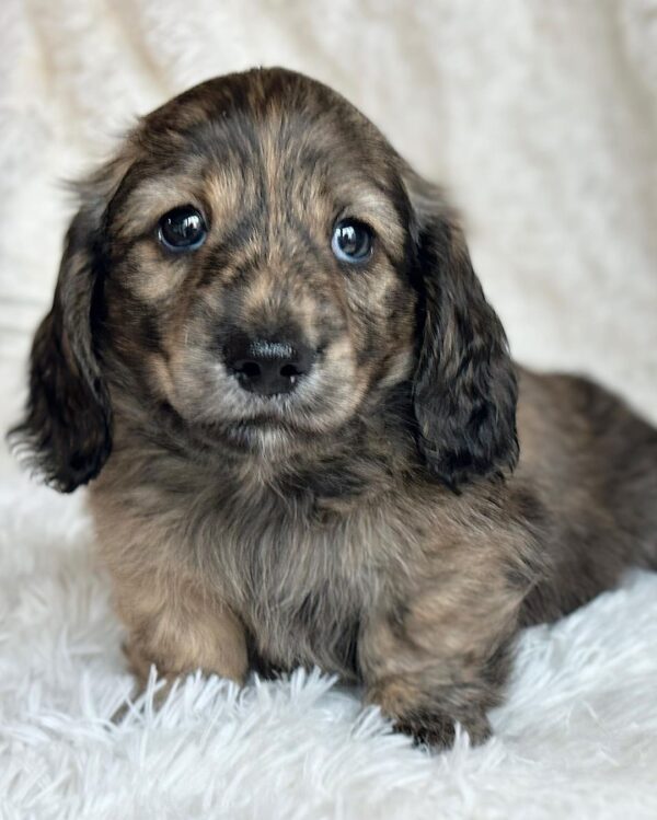 Luca Male Dachshund - Image 11