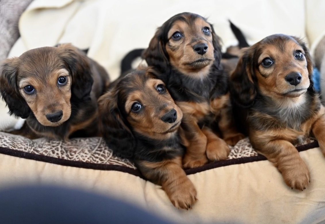 Are dachshunds good for first-time owners