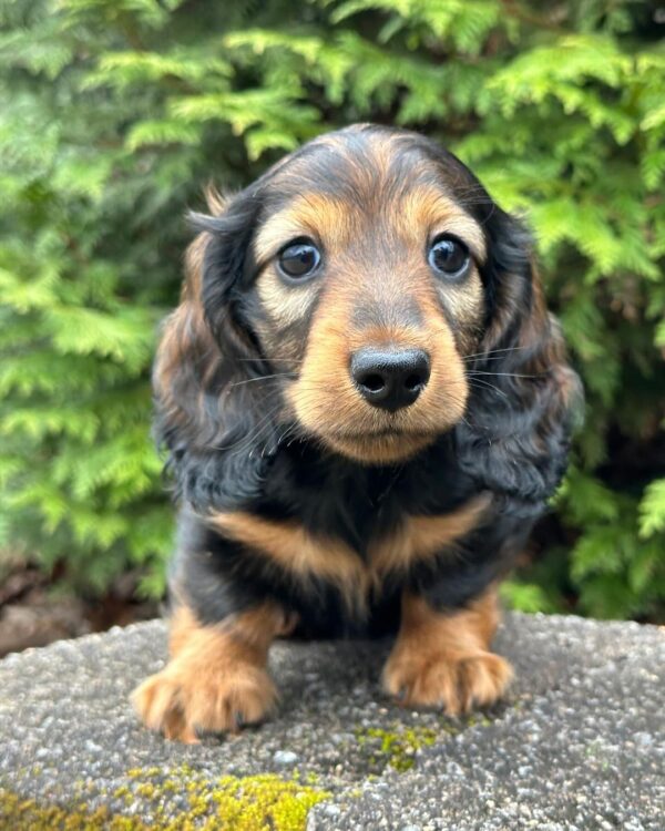 Regal Male Dachshund - Image 2