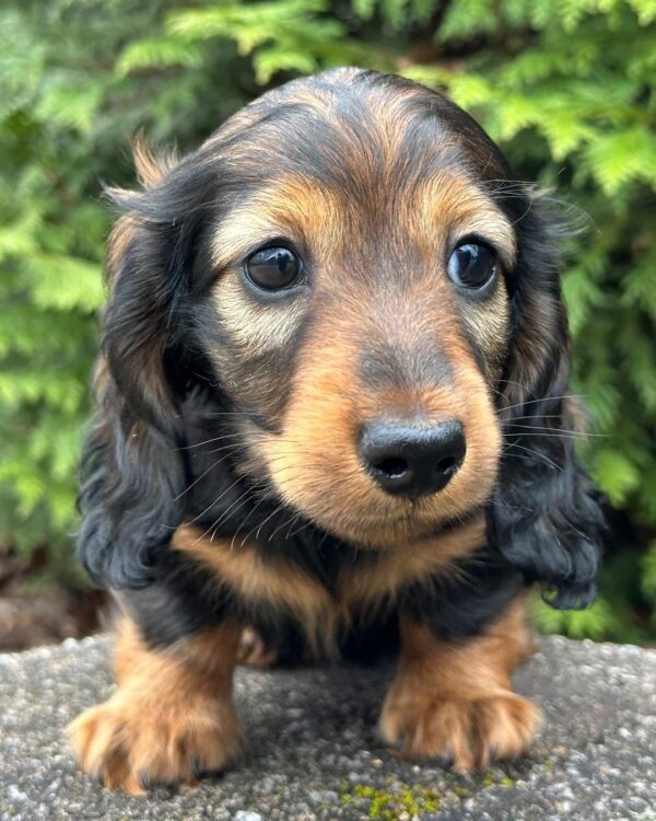 Regal Male Dachshund - Image 3