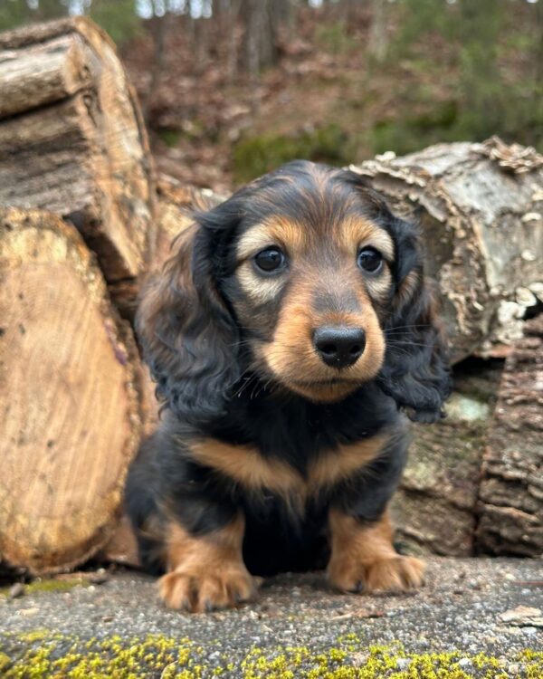 Regal Male Dachshund - Image 4