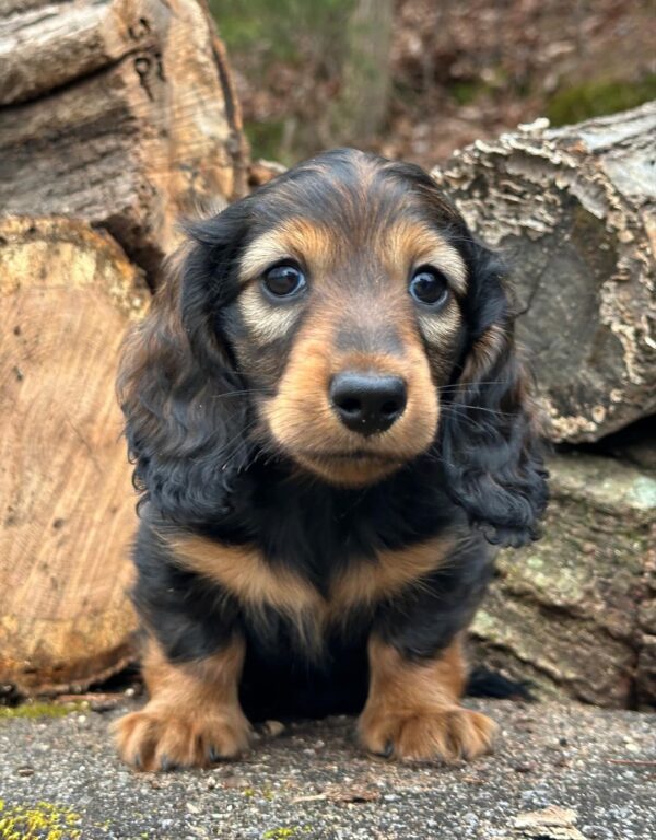 Regal Male Dachshund - Image 5