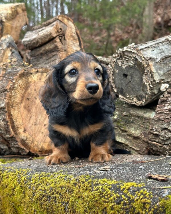 Regal Male Dachshund - Image 6