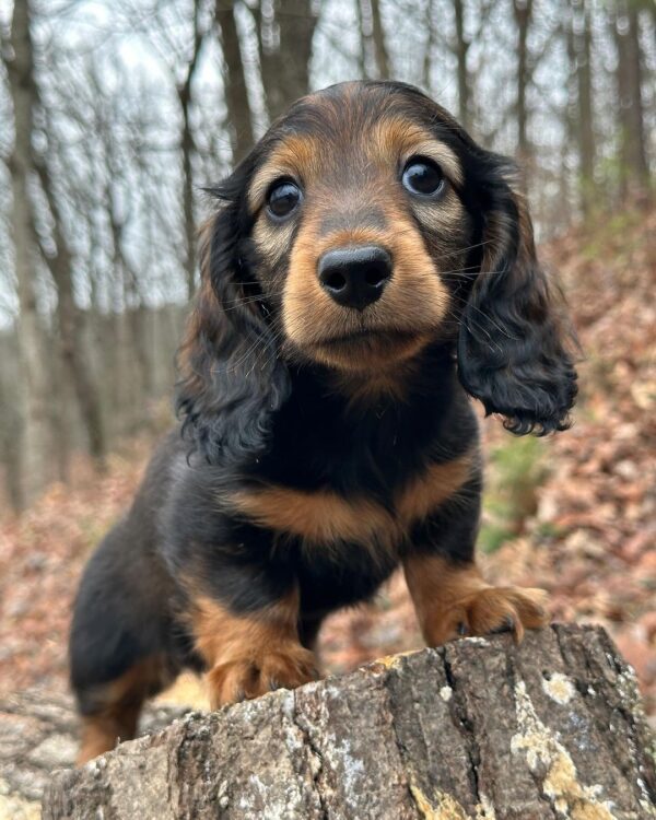 Regal Male Dachshund - Image 7