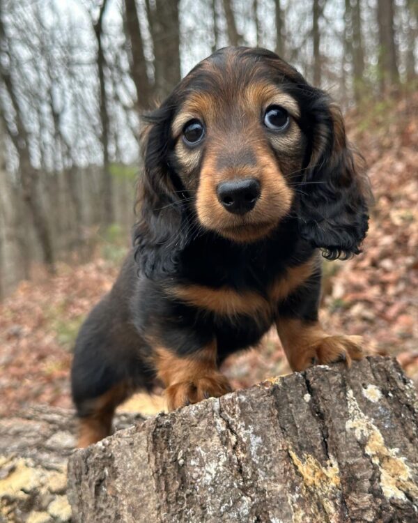 Regal Male Dachshund - Image 8