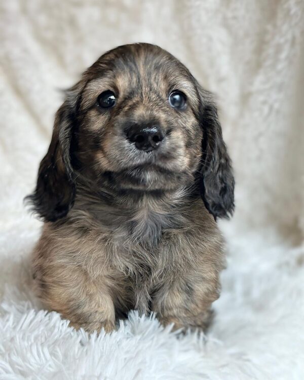Luca Male Dachshund