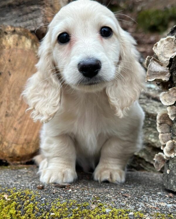 Larry Male Dachshund