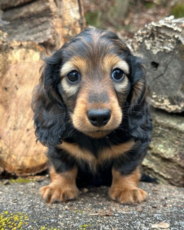 Regal Male Dachshund