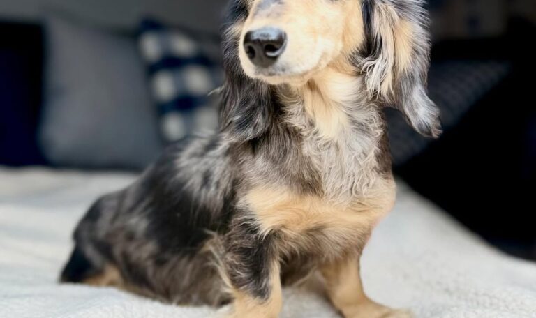 Are Dachshunds Hard to Train
