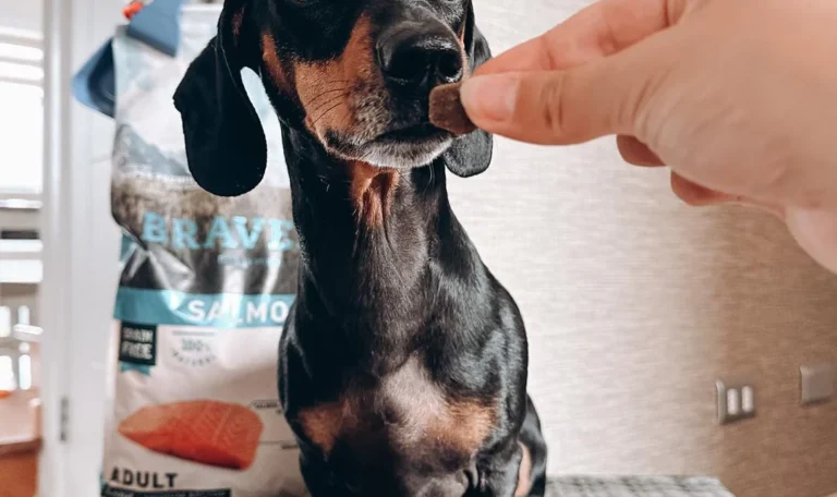 What do dachshunds eat