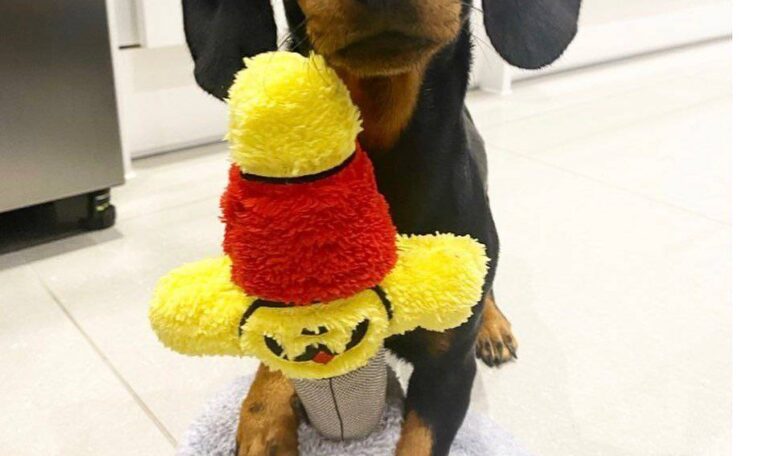 How big do dachshunds get