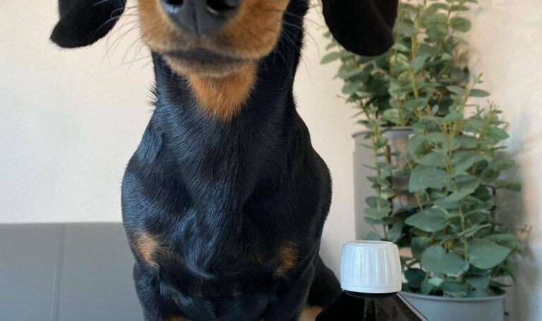 How big do dachshunds get