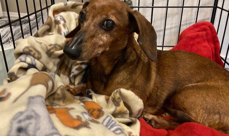 How To Crate Train a Dachshund Puppy