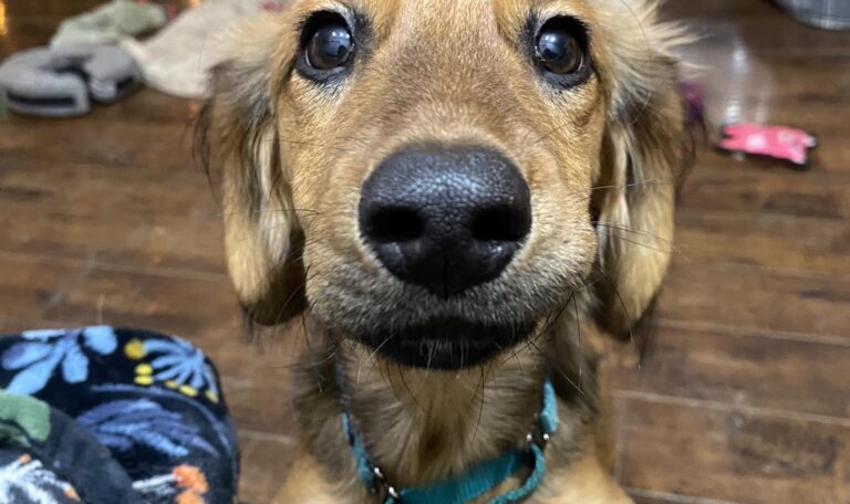 How big do dachshunds get