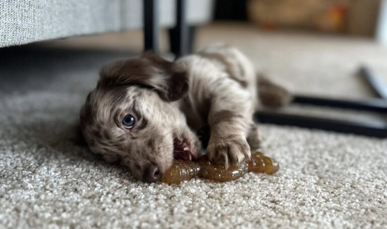 How To Crate Train a Dachshund Puppy