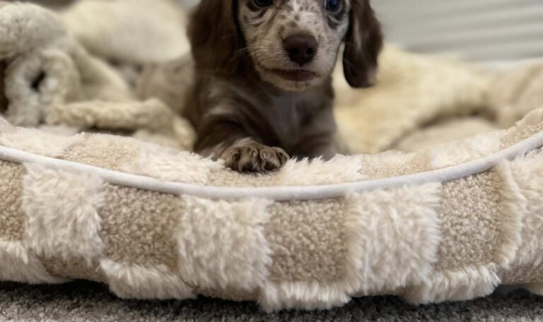 How To Crate Train a Dachshund Puppy