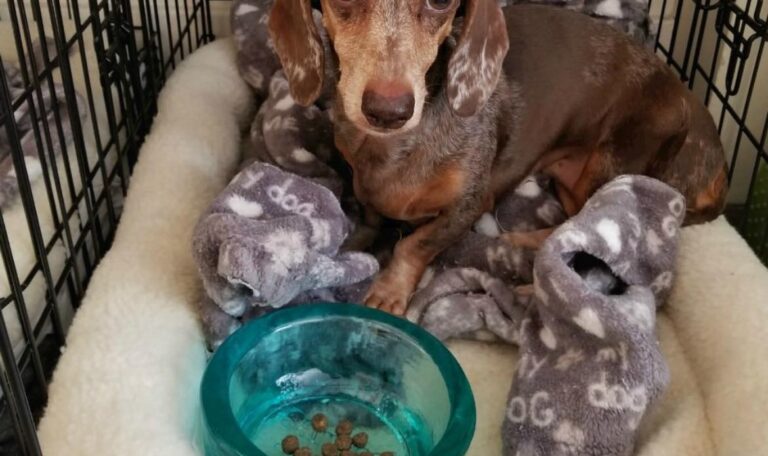 How To Crate Train a Dachshund Puppy