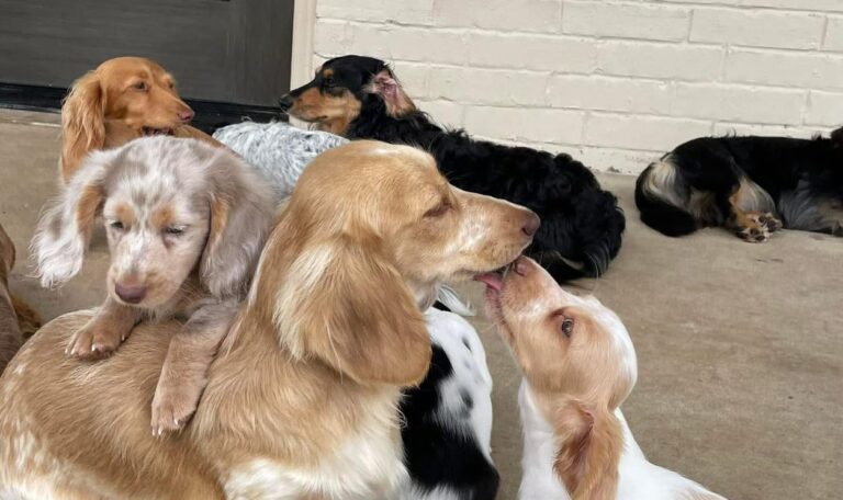 Are dachshunds hard to potty train
