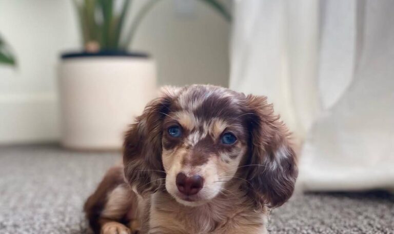 Are dachshunds hard to potty train
