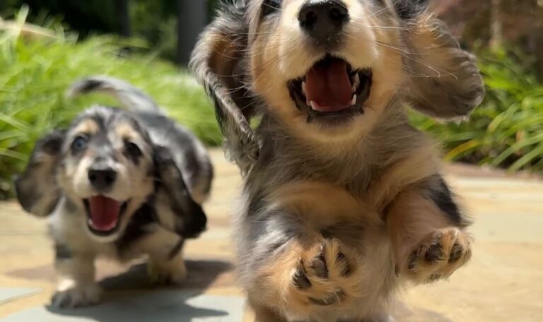 Should I Get Two Mini Dachshunds