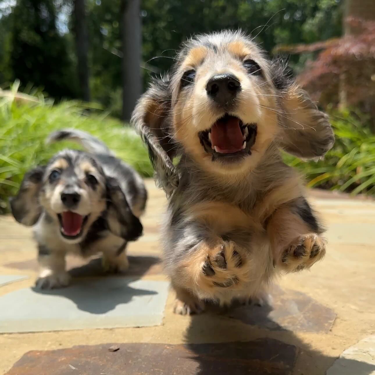 available puppies