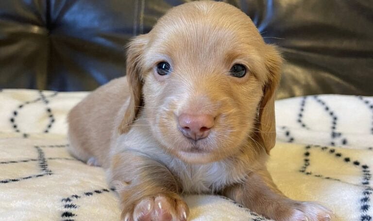 What do dachshunds eat