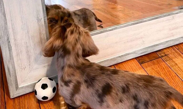 Are dachshunds hard to potty train