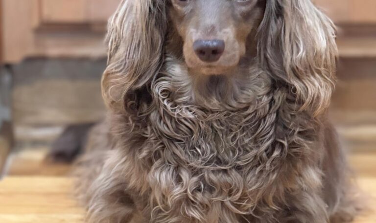 How do I know my dachshund needs the toilet
