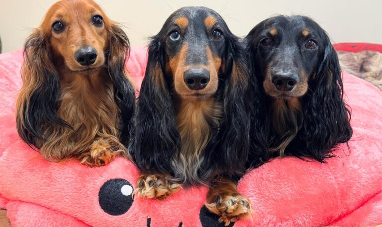 Are dachshunds hard to potty train