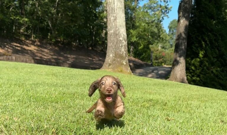 Are dachshunds hard to potty train