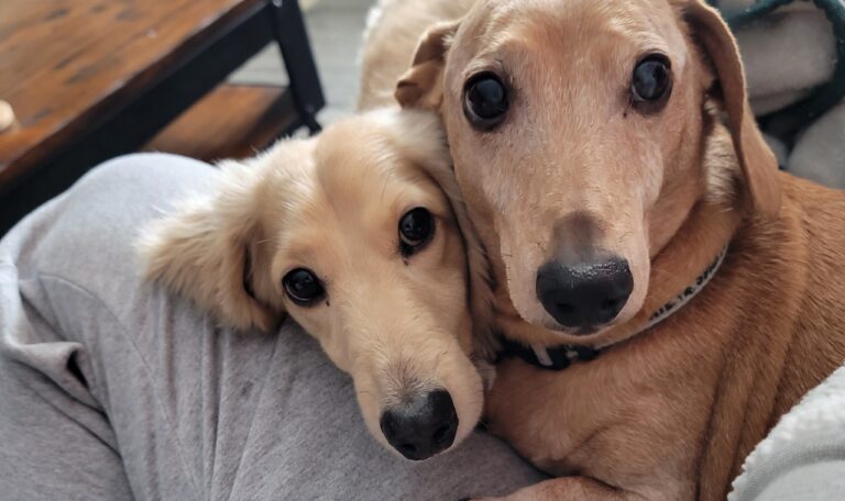 How big do dachshunds get