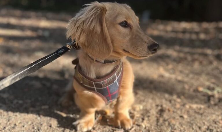 Are Dachshunds Good Pets