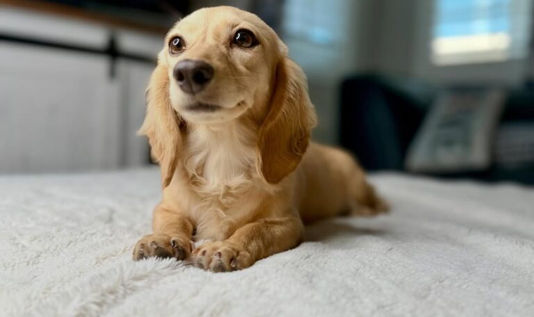 Are Dachshunds Hard to Train