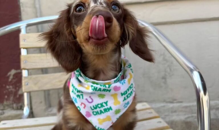 Are Dachshunds Friendly