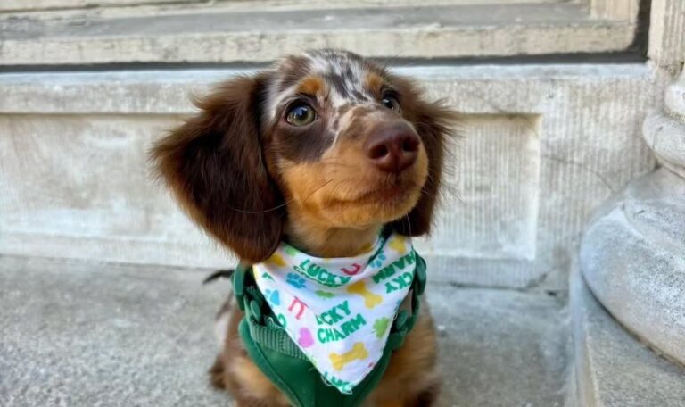 Are Dachshunds Friendly
