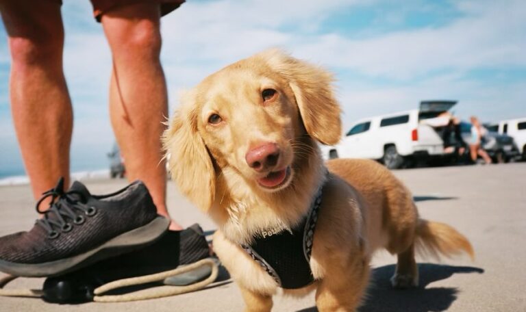 Are Dachshunds Good Pets