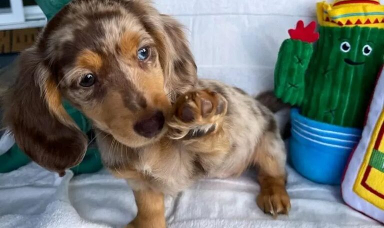 Are Dachshunds Friendly
