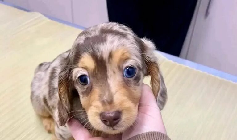 Are Dachshunds Friendly