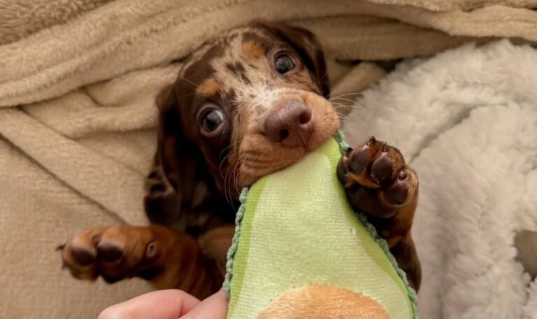 Are Dachshunds Friendly