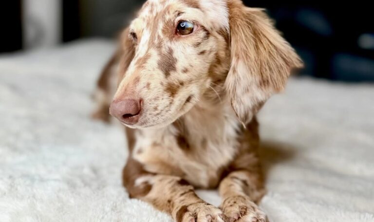 Are Dachshunds Hard to Train