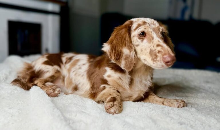 Are Dachshunds Hard to Train