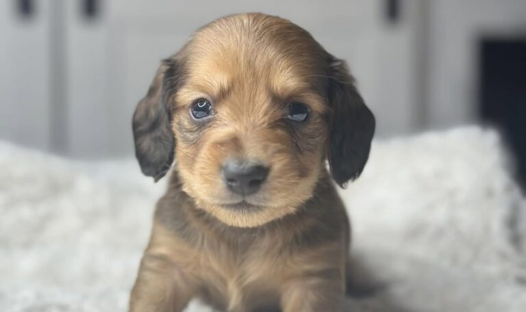 Adorable Mini Dachshund Puppies Ready for Their Forever Homes