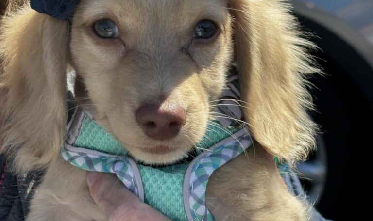 Are Dachshunds Good Pets
