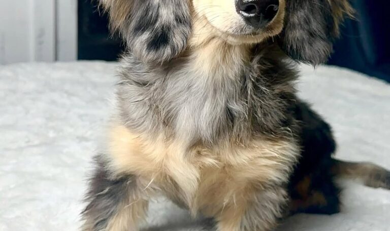 Are Dachshunds Hard to Train