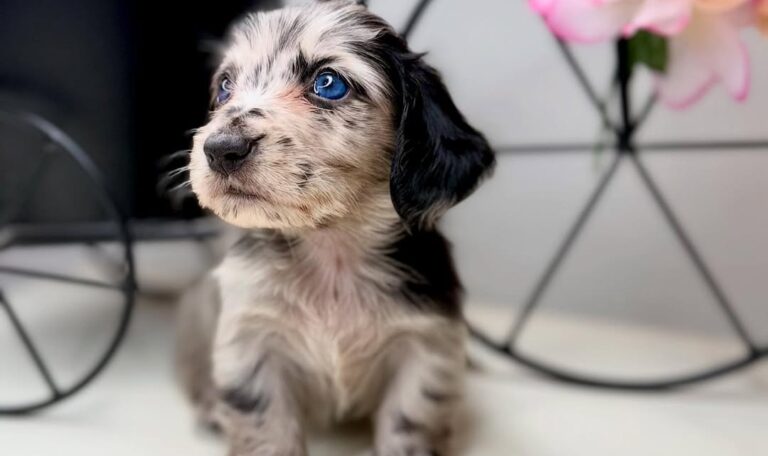 Are Dachshunds Hard to Train