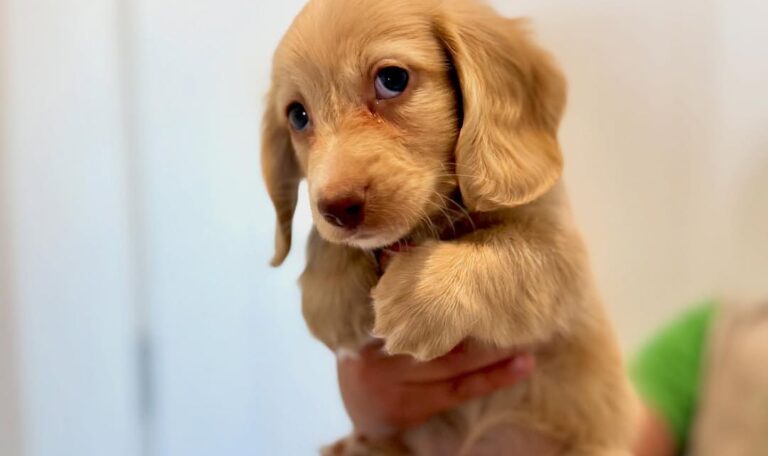 Are Dachshunds Good Pets
