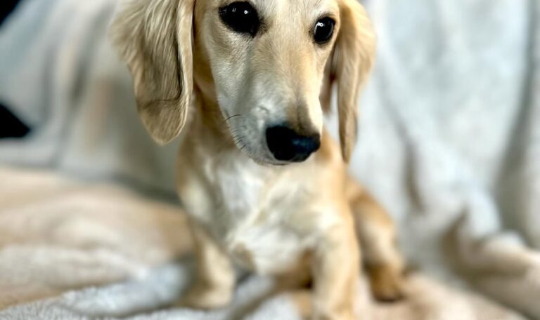Are Dachshunds Good Pets