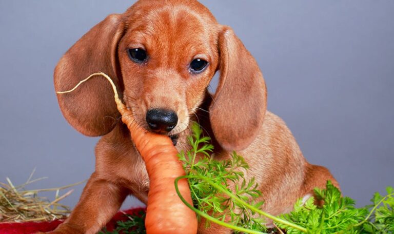 What do dachshunds eat